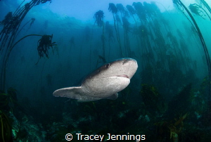 Kelp forest South Africa by Tracey Jennings 